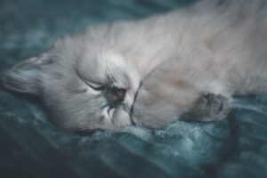 Photo sleeping too much