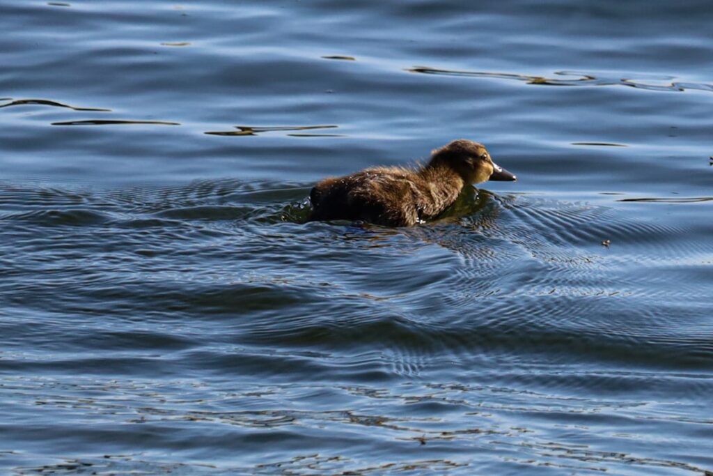 Cum să înveți mai repede