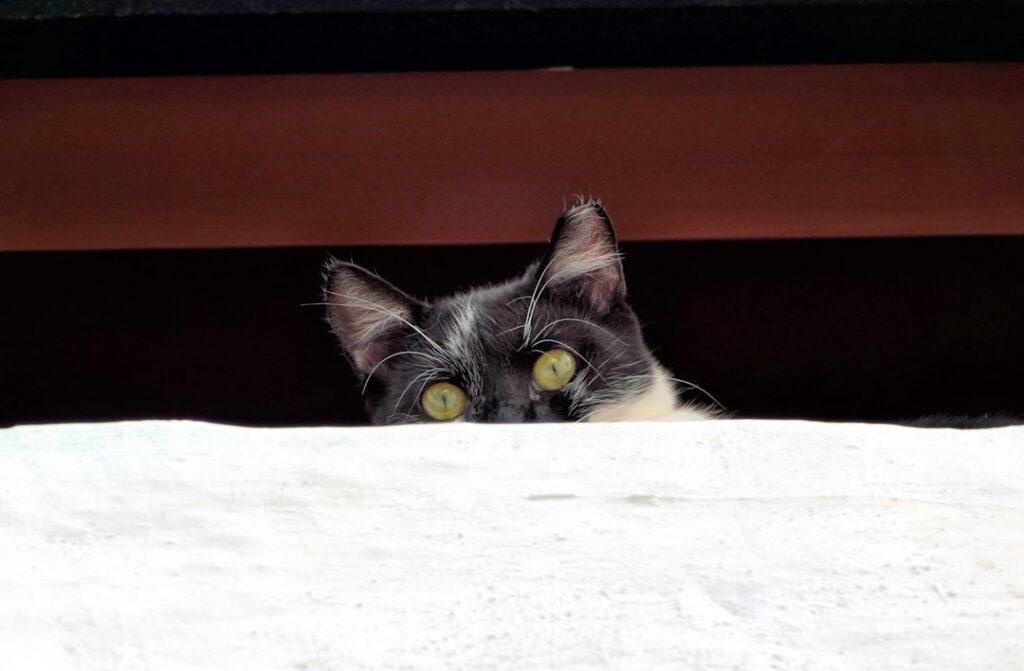 Cum afli dacă telefonul tău e spionat