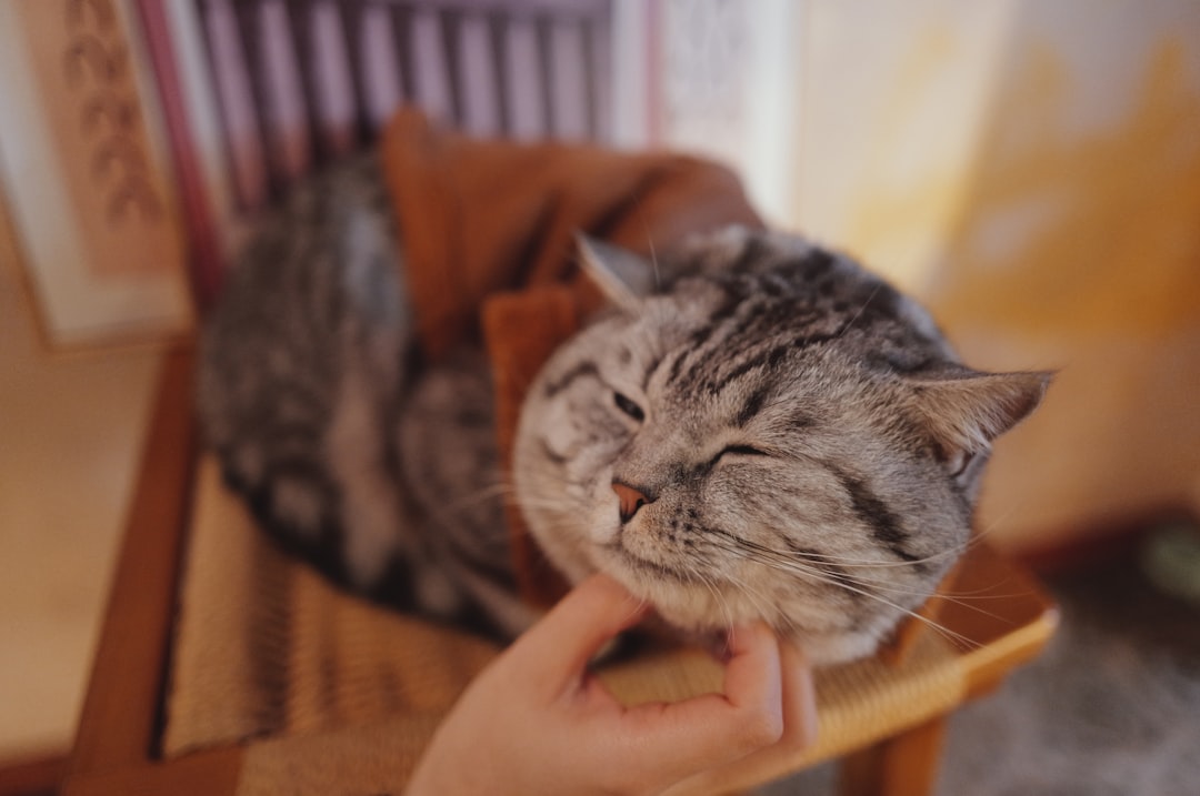 Photo cat purring