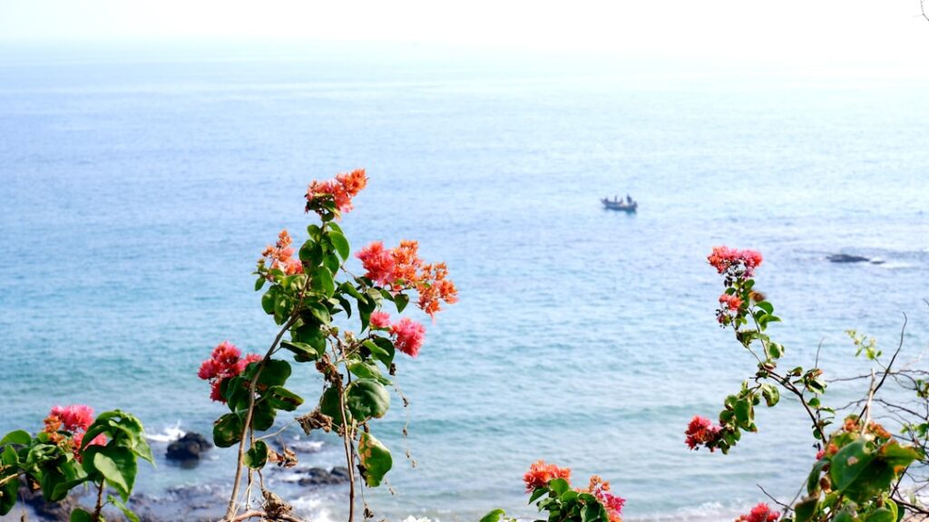 Cum se udă corect florile din ghiveci