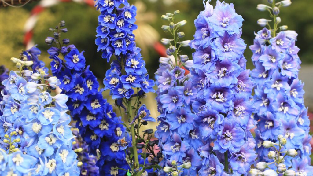 Florile anului 2026: Tendințe, simbolism și ce înseamnă pentru iubitorii de natură și decor floral